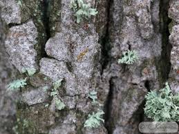 Attēlu rezultāti vaicājumam “Arthonia byssacea”