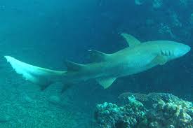 Image result for Nebrius ferrugineus