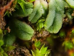 Attēlu rezultāti vaicājumam “Riccia sorocarpa macro”