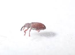 Attēlu rezultāti vaicājumam “Brachonyx pineti”