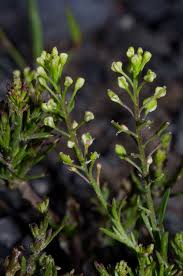 Attēlu rezultāti vaicājumam “Lepidium densiflorum flower”