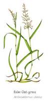 Attēlu rezultāti vaicājumam “Arrhenatherum elatius”