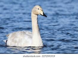 Attēlu rezultāti vaicājumam “Cygnus cygnus juvenile”