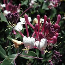 Attēlu rezultāti vaicājumam “Lonicera”