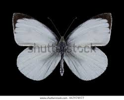 Attēlu rezultāti vaicājumam “Pieris brassicae male”