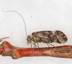 Attēlu rezultāti vaicājumam “Metylophorus nebulosus”