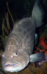 Image result for Epinephelus striatus