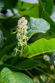 Attēlu rezultāti vaicājumam “Phytolaccaceae”