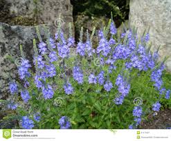 Attēlu rezultāti vaicājumam “Veronica austriaca subsp. teucrium leaf”