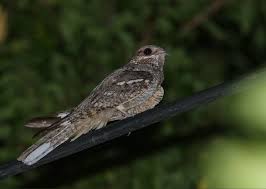 Attēlu rezultāti vaicājumam “Caprimulgus europaeus eggs”