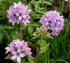 Attēlu rezultāti vaicājumam “Campanula glomerata leaf”