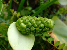 Attēlu rezultāti vaicājumam “Calla palustris fruit”