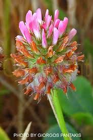 Attēlu rezultāti vaicājumam “Trifolium fragiferum fruit”