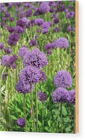 Attēlu rezultāti vaicājumam “Allium holandicum”