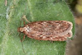 Attēlu rezultāti vaicājumam “Depressaria olerella”