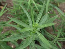 Attēlu rezultāti vaicājumam “Achillea salicifolia”