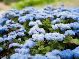 Image result for Ageratum mexicanum
