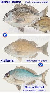 Image result for Pachymetopon grande