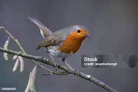 Attēlu rezultāti vaicājumam “Erithacus rubecula adult”