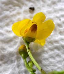 Attēlu rezultāti vaicājumam “Utricularia minor bud”