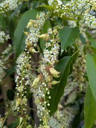 Attēlu rezultāti vaicājumam “Prunus serotina flower”