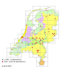 Attēlu rezultāti vaicājumam “Comatricha alta”