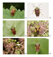 Attēlu rezultāti vaicājumam “Elasmostethus interstinctus”
