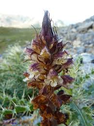 Attēlu rezultāti vaicājumam “Orobanche reticulata”