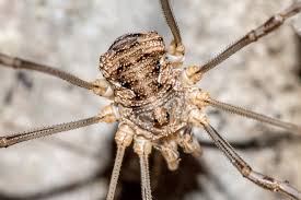 Attēlu rezultāti vaicājumam “Phalangium opilio”