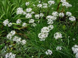 Image result for Allium tuberosum