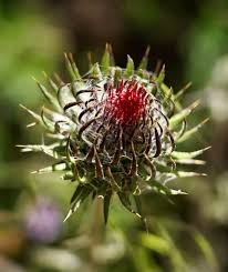 Attēlu rezultāti vaicājumam “Cirsium x rigens flower”