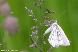 Attēlu rezultāti vaicājumam “Siona lineata”