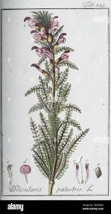 Attēlu rezultāti vaicājumam “Pedicularis palustris leaf”