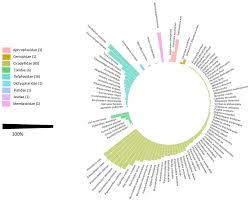 Attēlu rezultāti vaicājumam “Eupteryx vittata”