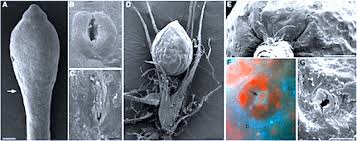 Attēlu rezultāti vaicājumam “Ephemerum serratum sporophyte”