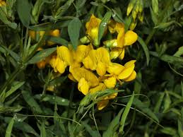 Attēlu rezultāti vaicājumam “Lathyrus pratensis flower”