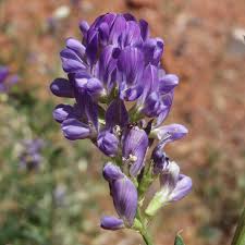 Attēlu rezultāti vaicājumam “Medicago sativa subsp. sativa flower”