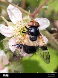 Attēlu rezultāti vaicājumam “Volucella pellucens”