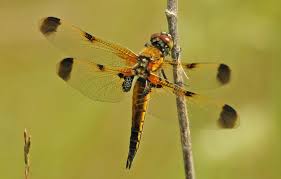 Attēlu rezultāti vaicājumam “Libellula quadrimaculata imago”