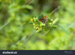 Attēlu rezultāti vaicājumam “Euphydryas maturna”