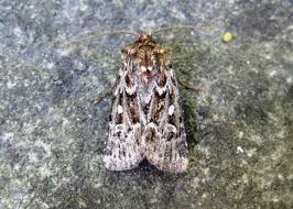 Attēlu rezultāti vaicājumam “Lycophotia porphyrea”