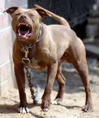 Jealous Man Attacks Girl At WEDDING With PITBULL!!!