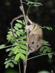 Attēlu rezultāti vaicājumam “Sicista betulina”