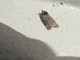 Attēlu rezultāti vaicājumam “Nycteola sp.”