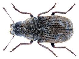 Attēlu rezultāti vaicājumam “Anthribus nebulosus”