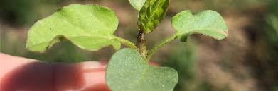 Attēlu rezultāti vaicājumam “Convolvulus arvensis”