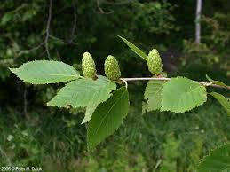 Attēlu rezultāti vaicājumam “Betula alleghaniensis fruit”