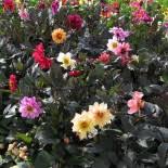 Image result for Dahlia `Red Skin`