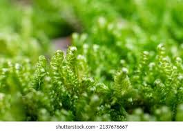 Attēlu rezultāti vaicājumam “Calliergonella lindbergii”