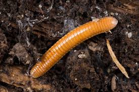 Attēlu rezultāti vaicājumam “Polyzonium germanicum”